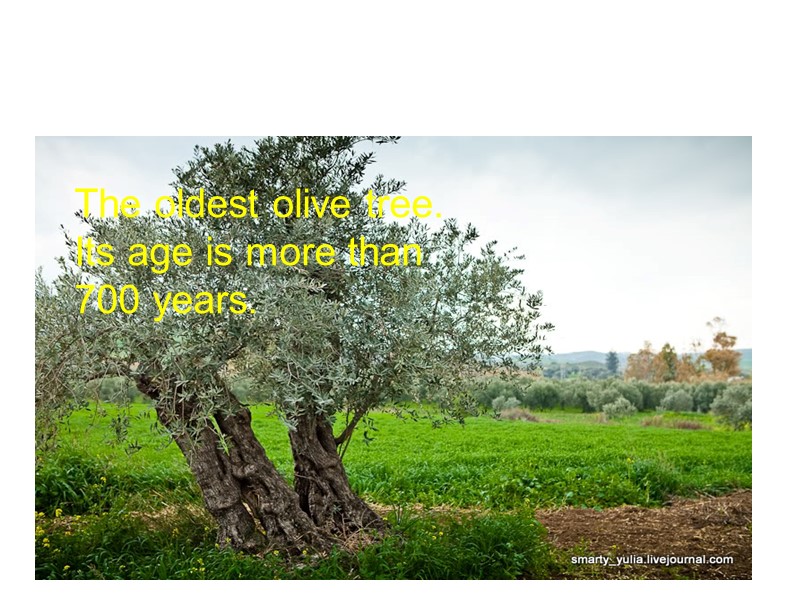 The oldest olive tree. Its age is more than 700 years. The oldest olive